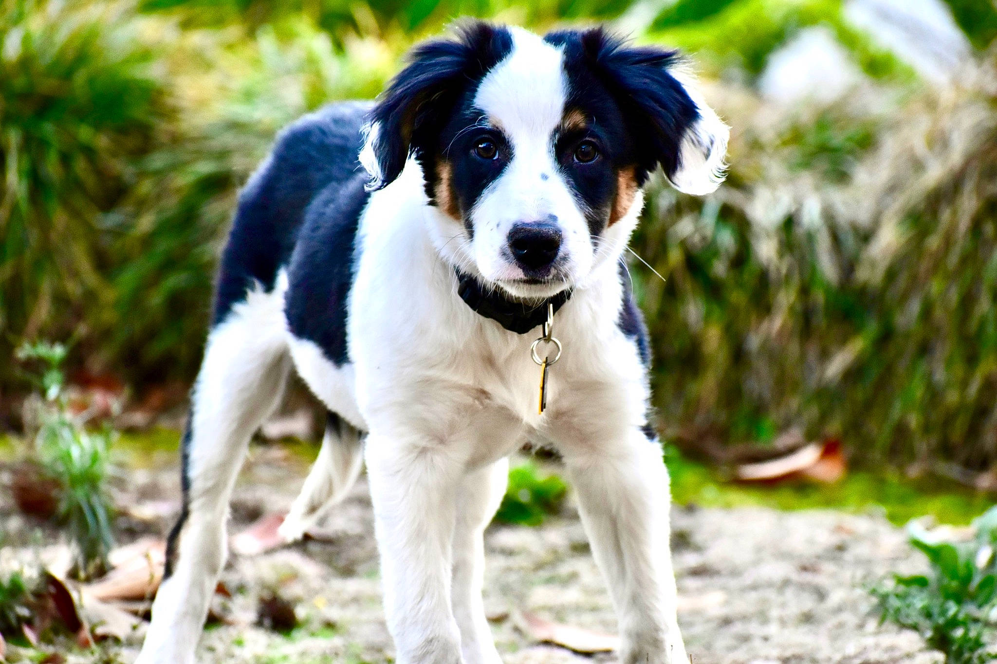 Artemis is registered to the contest to win money with this photo: ancient_dog_breeds, australian_collie, canidae, carnivore, companion_dog, dog, dog_breed, grass, gun_dog, herding_dog, hunting_dog, plant, snout, sporting_group, working_animal, working_dog