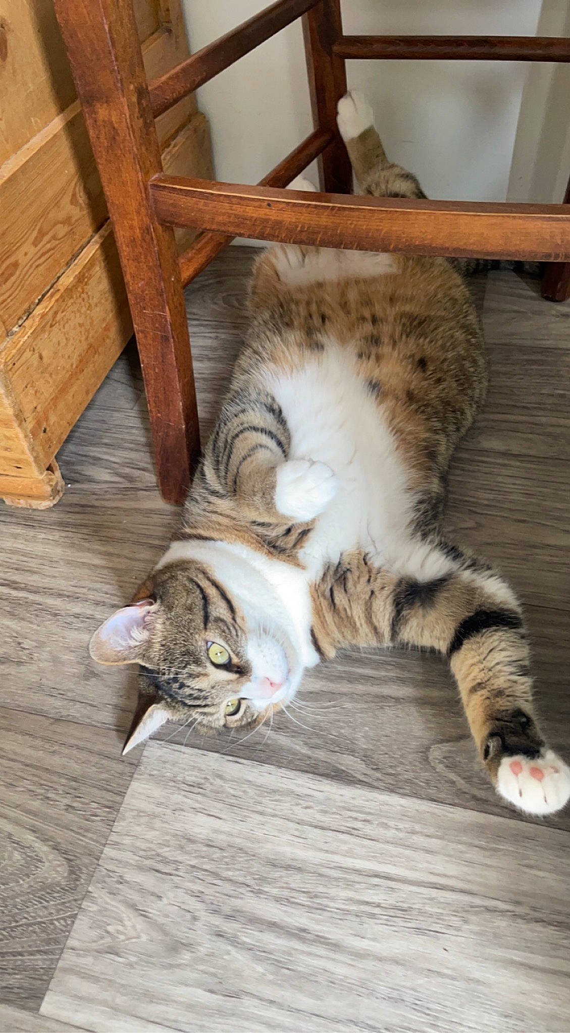 Mouki participe au concours pour gagner de l'argent avec cette photo : carnivore, cat, claw, comfort, domestic_short_haired_cat, fawn, felidae, floor, flooring, foot, fur, hardwood, paw, sitting, small_to_medium_sized_cats, snout, tail, terrestrial_animal, whiskers, wood