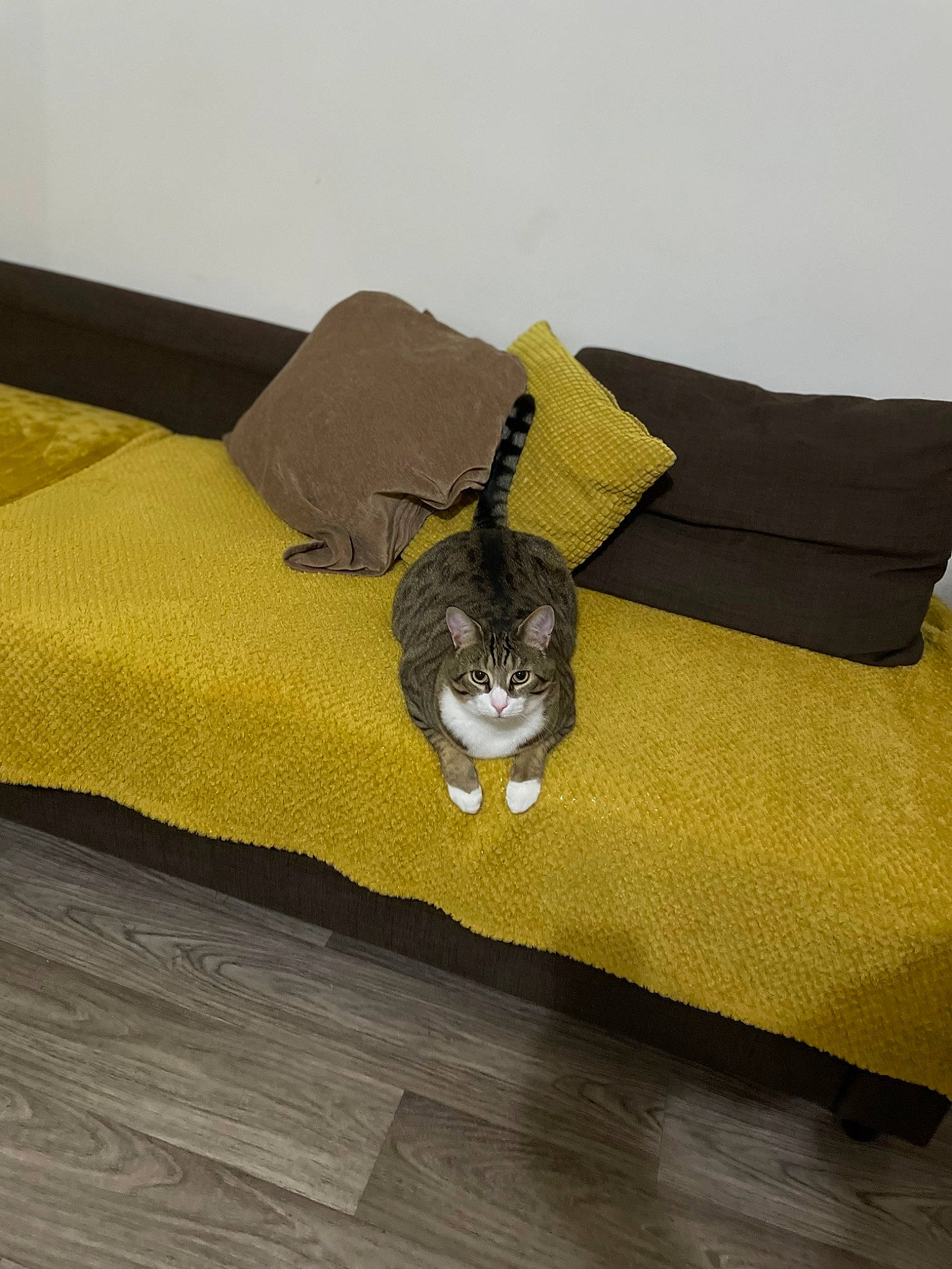 Mouki a rejoint le concours — aidez-le/la à gagner de superbes lots ! bed, bed_frame, bedding, bedroom, carnivore, cat, comfort, couch, felidae, floor, flooring, grey, hardwood, linens, rectangle, small_to_medium_sized_cats, tail, textile, whiskers, wood
