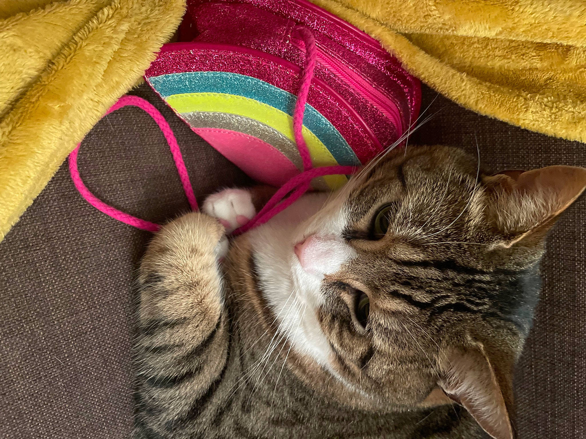 Mouki participe au concours pour gagner de l'argent avec cette photo : carmine, carnivore, cat, claw, close_up, comfort, domestic_short_haired_cat, felidae, fur, grey, linens, magenta, pattern, paw, small_to_medium_sized_cats, snout, terrestrial_animal, thread, whiskers, woolen