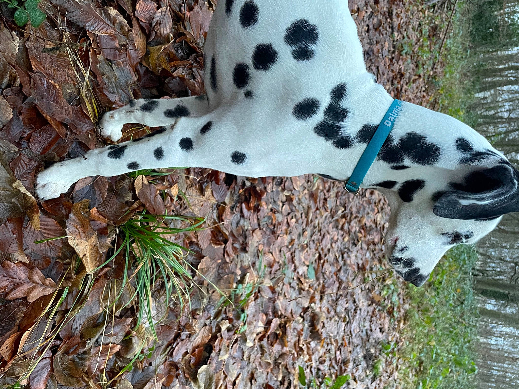 Tiroc a rejoint le concours — aidez-le/la à gagner de superbes lots ! canidae, dog, dog_breed, fawn, grass, nature, non_sporting_group, pattern, snout, sporting_group, terrestrial_animal, trunk, water, wildlife, working_animal