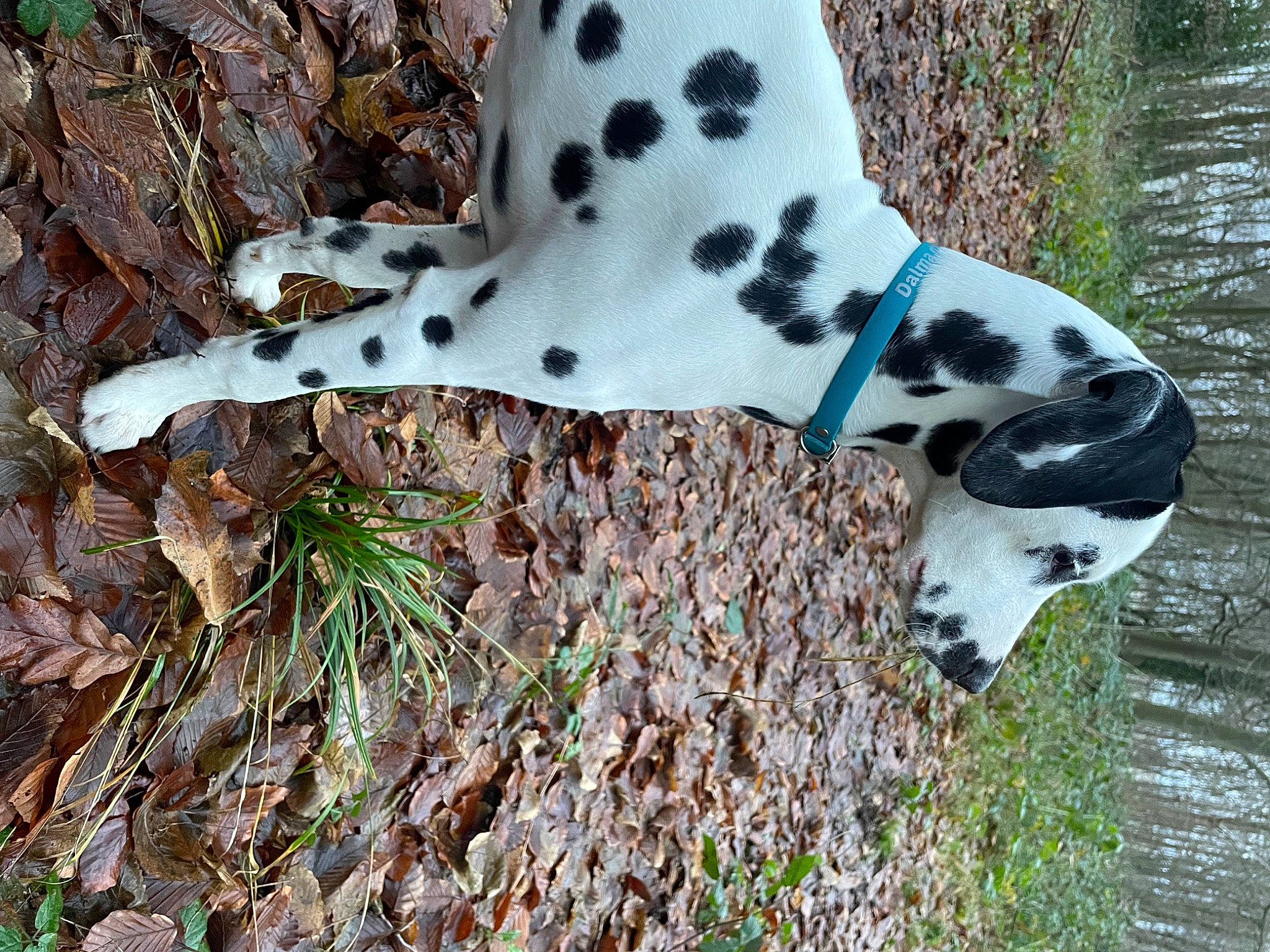 Tiroc participe au concours pour gagner de l'argent avec cette photo : canidae, carnivore, dog, dog_breed, fawn, fur, grass, non_sporting_group, pattern, plant, snout, sporting_group, terrestrial_animal, water, wildlife, working_animal