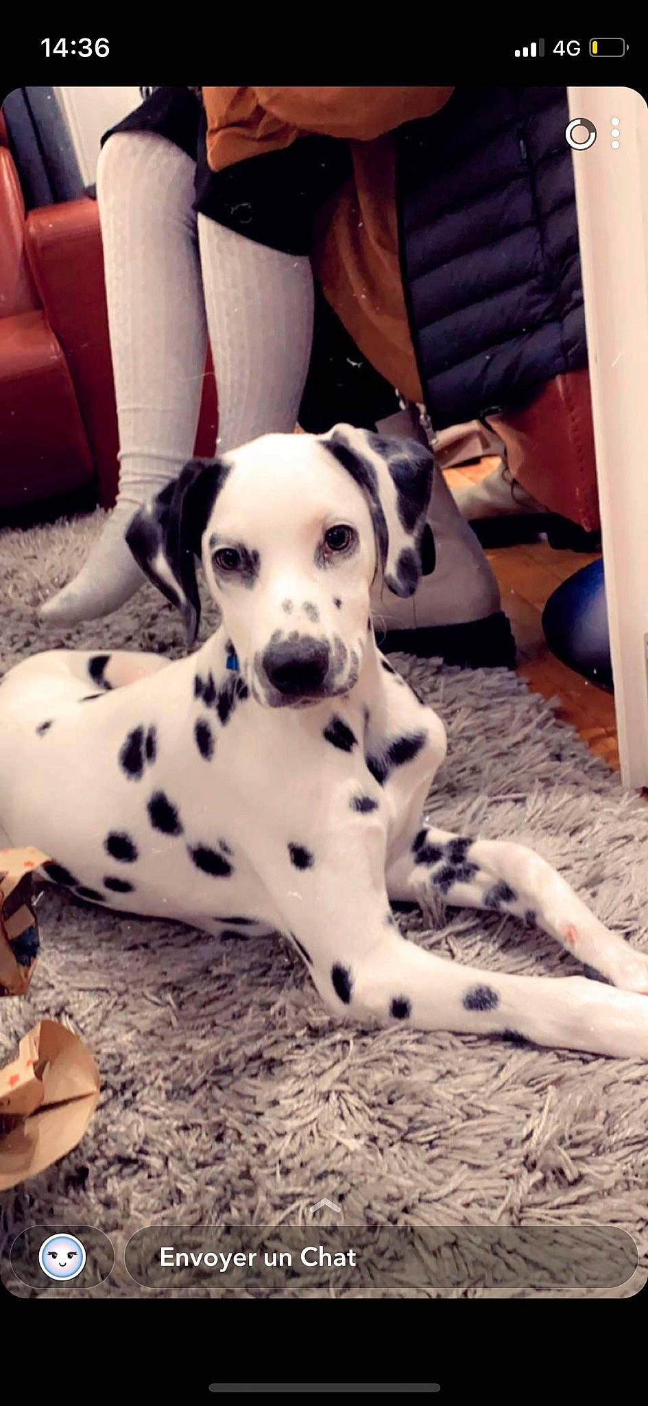 Tiroc participe au concours pour gagner de l'argent avec cette photo : canidae, carnivore, chair, comfort, companion_dog, couch, dalmatian, dog, dog_breed, dog_collar, dog_supply, fawn, flooring, furniture, human_leg, sitting, snout, sporting_group, terrestrial_animal, working_animal