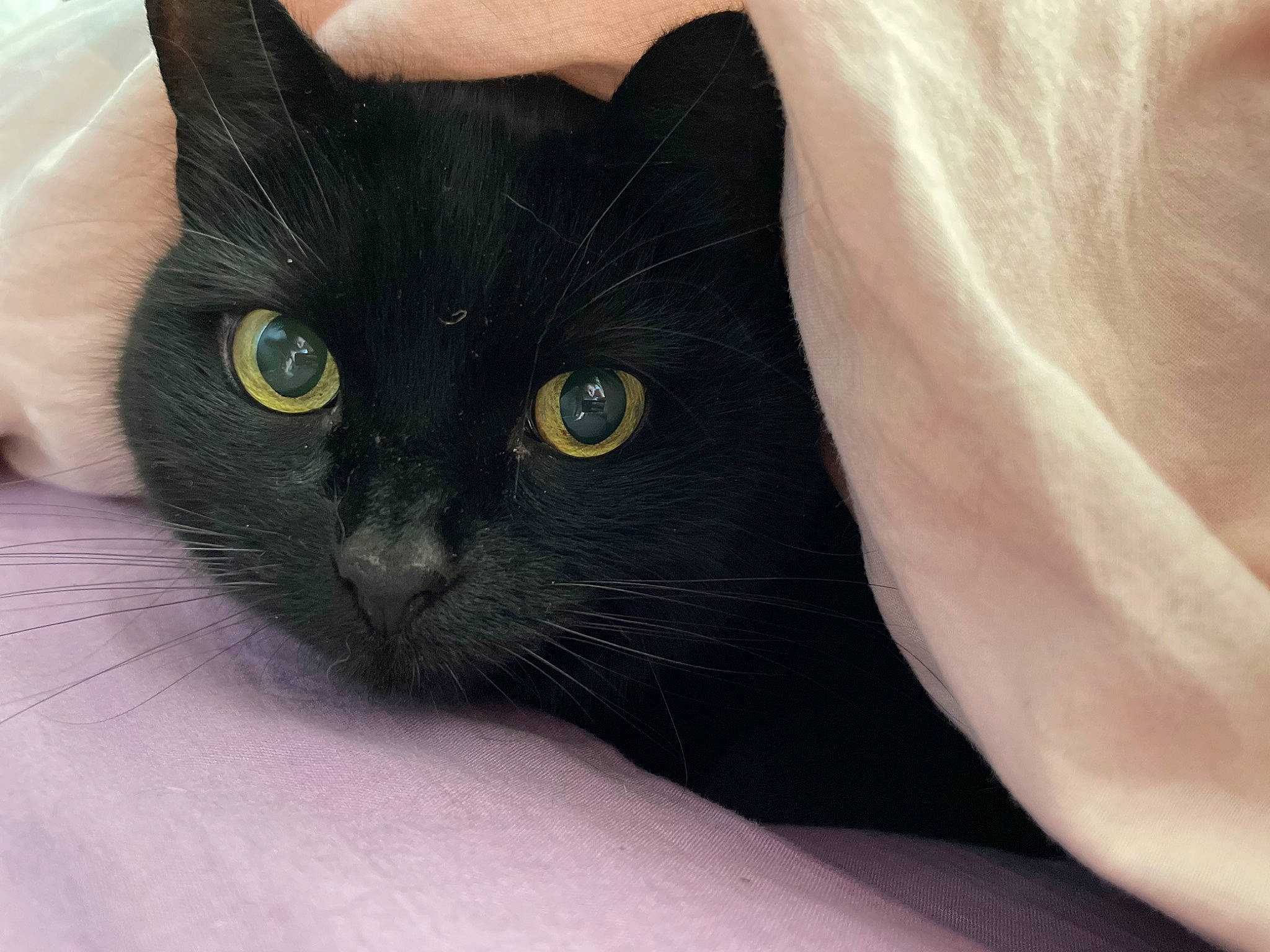 Alpha participe au concours pour gagner de l'argent avec cette photo : black_cat, carnivore, cat, comfort, domestic_short_haired_cat, electric_blue, felidae, fur, small_to_medium_sized_cats, snout, terrestrial_animal, whiskers