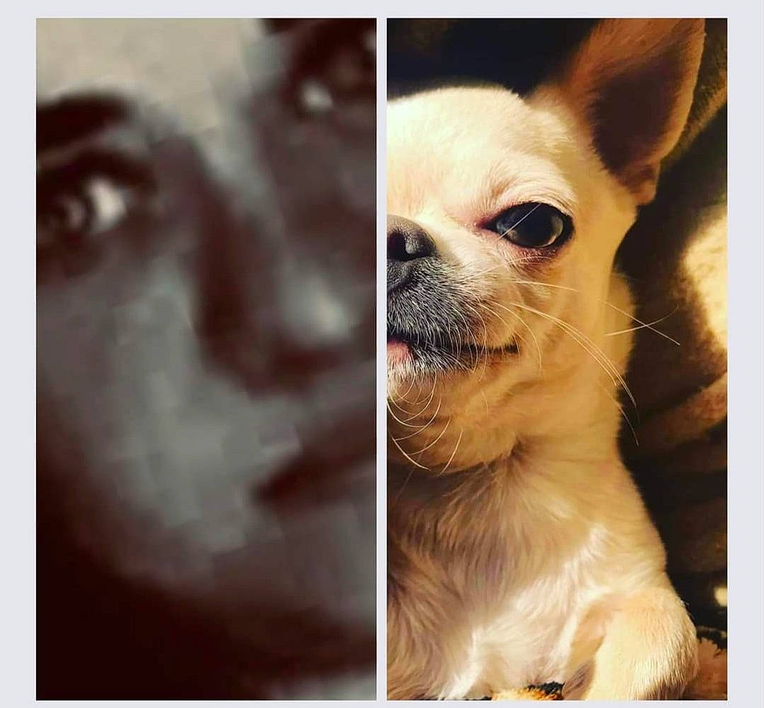 Penny a rejoint le concours — aidez-le/la à gagner de superbes lots ! canidae, carnivore, chihuahua, close_up, companion_dog, dog, dog_breed, ear, fawn, font, fur, happy, human_body, nose, snout, sporting_group, terrestrial_animal, toy_dog, whiskers, working_animal