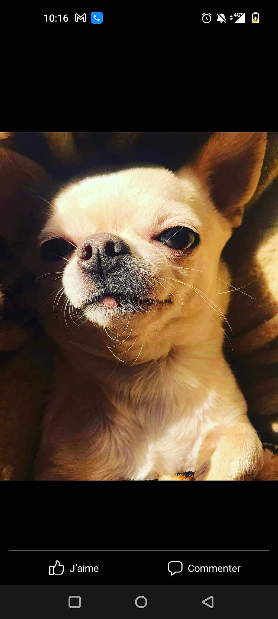 Penny a rejoint le concours — aidez-le/la à gagner de superbes lots ! canidae, carnivore, chihuahua, close_up, companion_dog, corgi_chihuahua, dog, dog_breed, ear, fawn, fur, non_sporting_group, snout, terrestrial_animal, toy_dog, whiskers, wildlife, working_animal