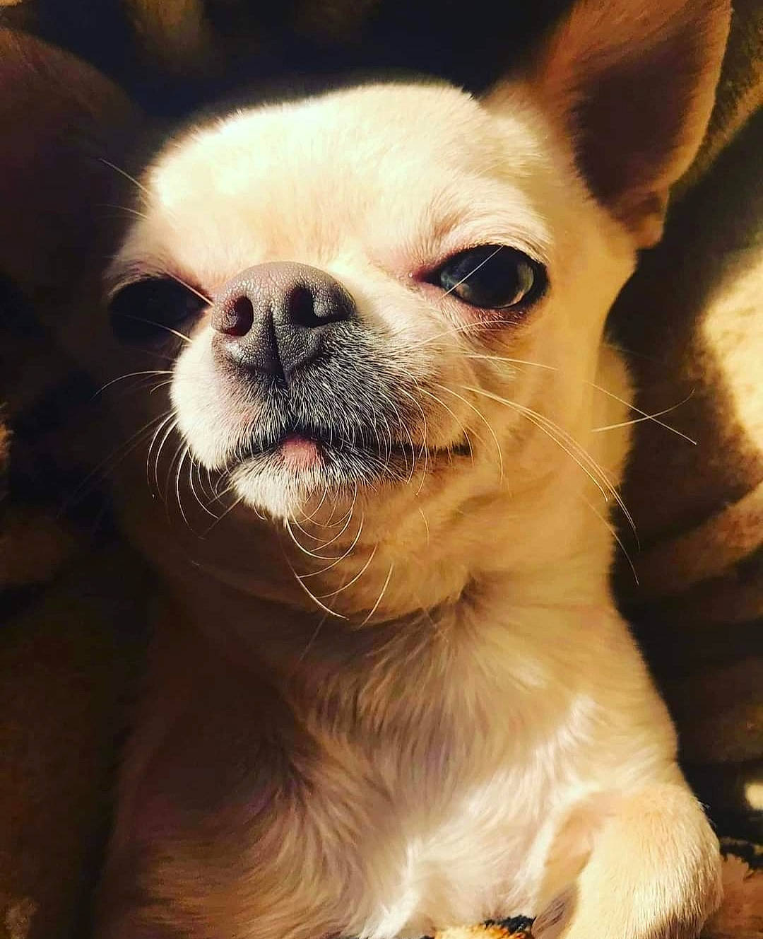 Vermifuze a rejoint le concours — aidez-le/la à gagner de superbes lots ! canidae, carnivore, chihuahua, close_up, companion_dog, dog, dog_breed, ear, eye, fawn, fur, hair, head, human_body, snout, sporting_group, terrestrial_animal, toy_dog, whiskers, working_animal