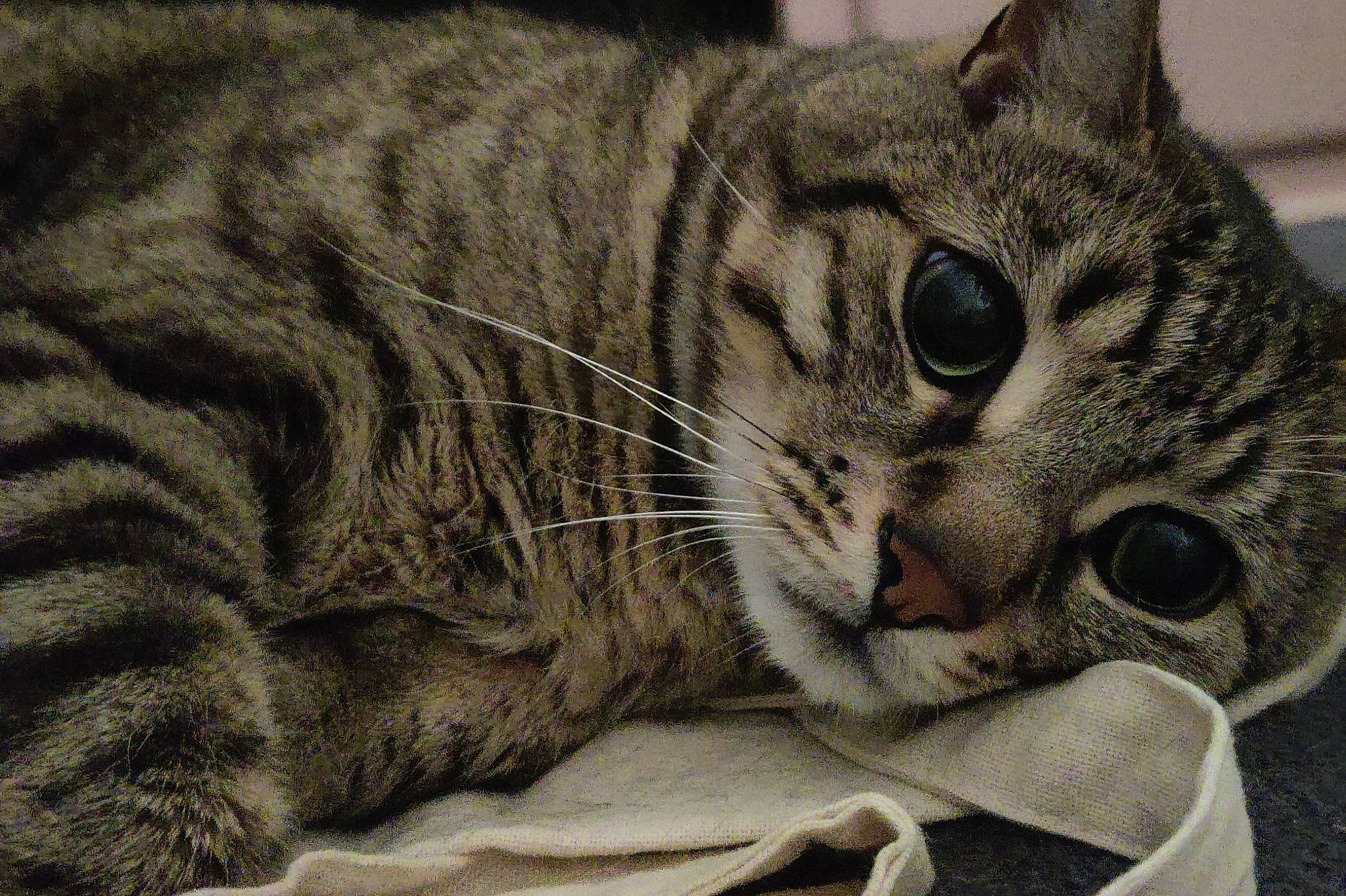 Vermifuze participe au concours pour gagner de l'argent avec cette photo : carnivore, cat, claw, domestic_short_haired_cat, felidae, fur, grey, paw, small_to_medium_sized_cats, snout, terrestrial_animal, whiskers, wildlife