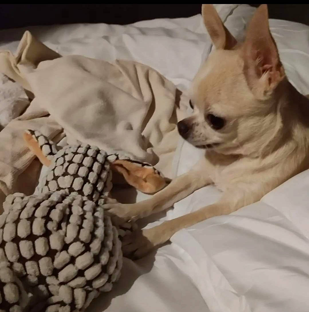 Vermifuze participe au concours pour gagner de l'argent avec cette photo : bedding, canidae, carnivore, comfort, companion_dog, dog, dog_breed, dog_supply, fawn, fur, linens, nap, pattern, snout, sporting_group, terrestrial_animal, toy_dog, whiskers, working_animal, wrinkle