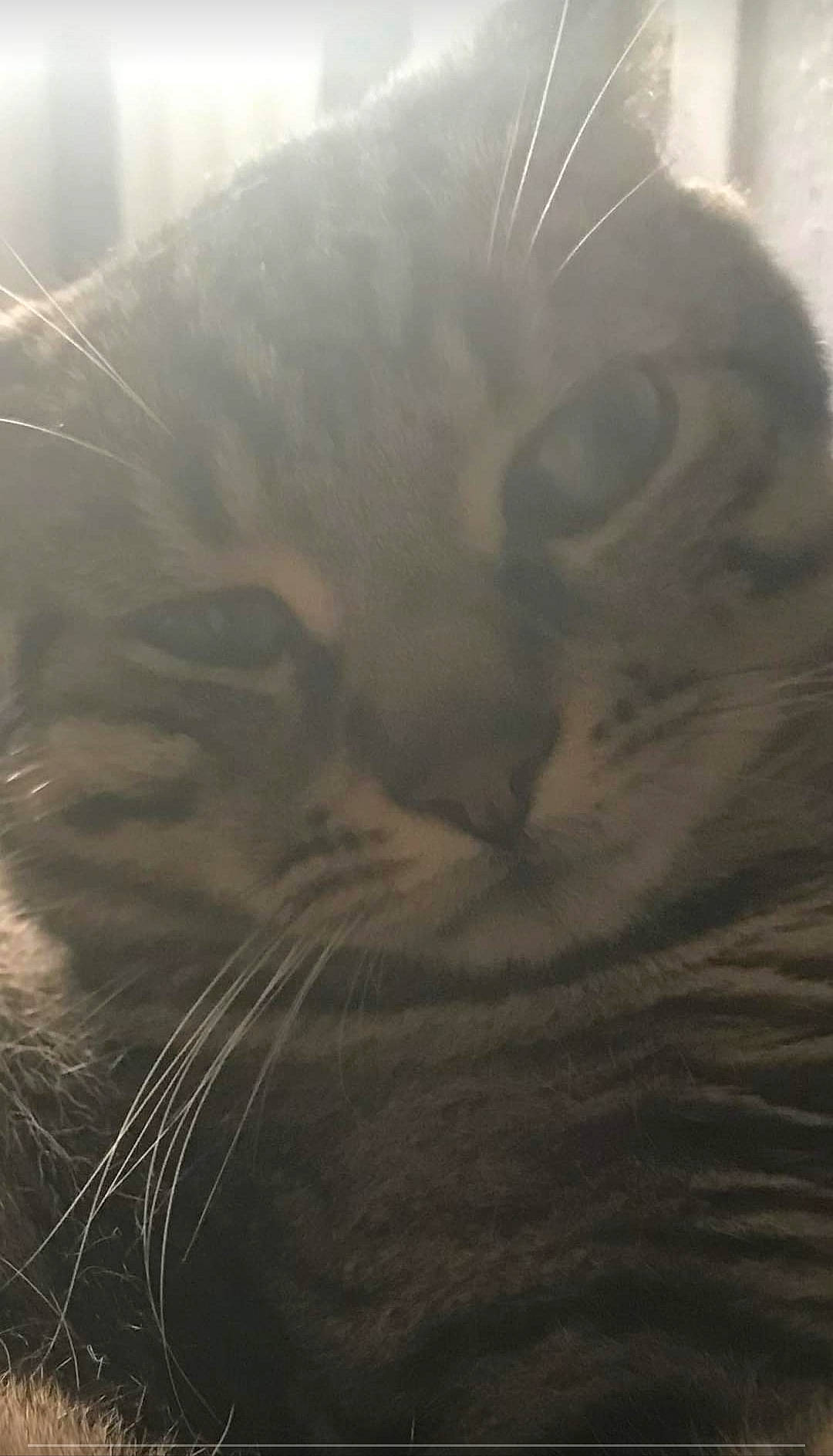 Vermifuze a rejoint le concours — aidez-le/la à gagner de superbes lots ! carnivore, cat, close_up, domestic_short_haired_cat, felidae, fur, small_to_medium_sized_cats, snout, terrestrial_animal, whiskers, window