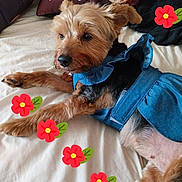 Chanel a rejoint le concours — aidez-le/la à gagner de superbes lots ! dog, pet, bed, denim_dress, flower_stickers, cute, relaxed, brown_fur, black_fur, indoor, resting, animal, canine, clothing, comfortable, portrait, laying_down, decorative, casual, domestic