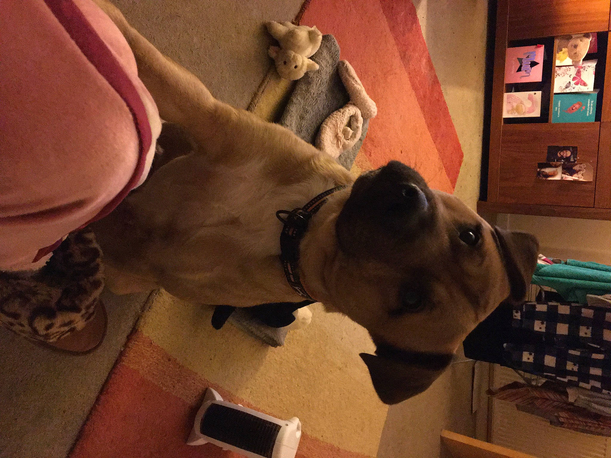 Fury is registered to the contest to win money with this photo: carnivore, collar, comfort, companion_dog, dog, dog_breed, dog_collar, ear, eyewear, fawn, fur, jaw, personal_protective_equipment, picture_frame, selfie, snout, sporting_group, whiskers, wood, working_animal