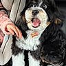 dog, car_interior, seat, child, hand, fur, black_and_white, open_mouth, surprised_expression, collar, window, seatbelt, pet, animal, indoor, furry, cute, companion, young, transportation