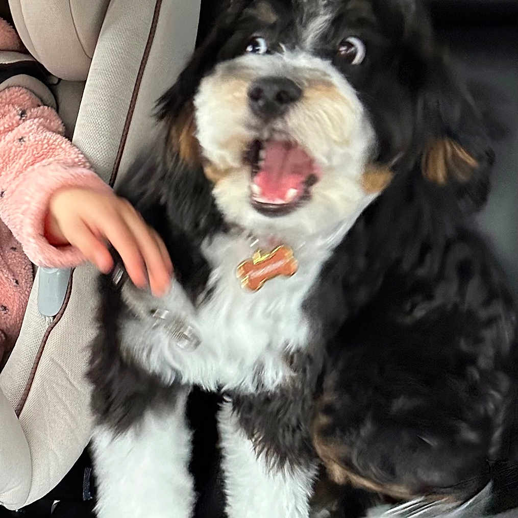 Winston joined the competition — help win amazing prizes! dog, car_interior, seat, child, hand, fur, black_and_white, open_mouth, surprised_expression, collar, window, seatbelt, pet, animal, indoor, furry, cute, companion, young, transportation