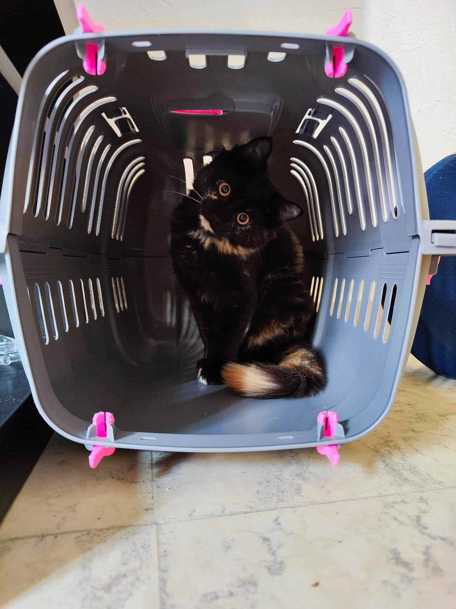 Sully a rejoint le concours — aidez-le/la à gagner de superbes lots ! auto_part, automotive_design, automotive_exterior, automotive_lighting, automotive_tire, automotive_wheel_system, bag, carnivore, cat, felidae, fender, hood, magenta, motor_vehicle, pet_supply, pink, rim, small_to_medium_sized_cats, tail, whiskers