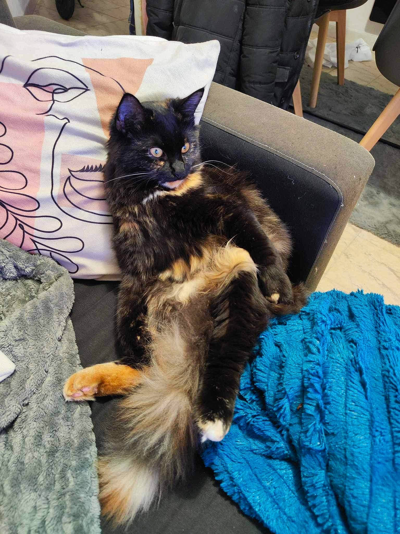 Sully a rejoint le concours — aidez-le/la à gagner de superbes lots ! black_cat, canidae, carnivore, cat, chair, claw, comfort, companion_dog, dog_breed, domestic_short_haired_cat, electric_blue, felidae, fur, paw, sitting, small_to_medium_sized_cats, tail, whiskers