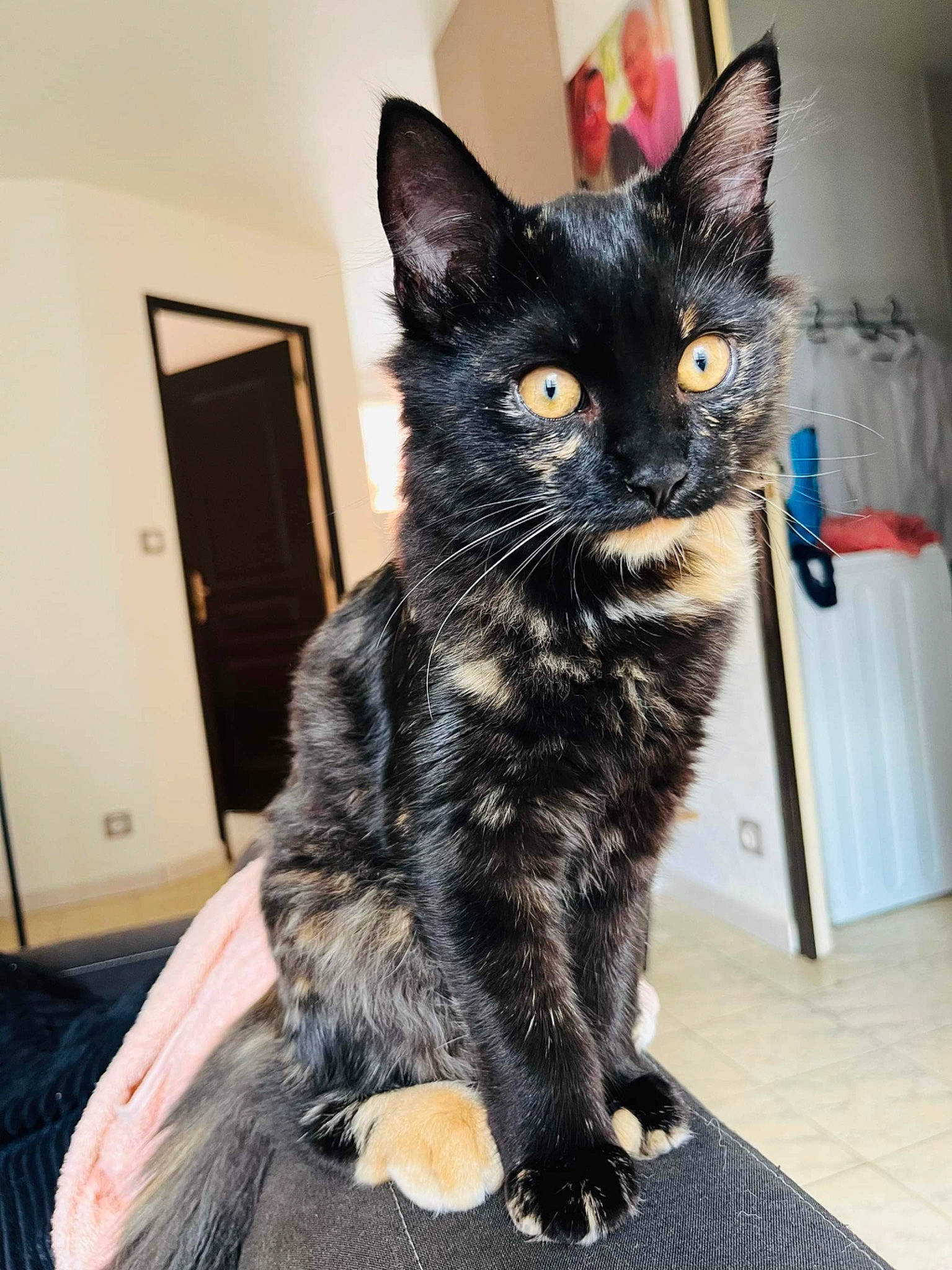 Sully a rejoint le concours — aidez-le/la à gagner de superbes lots ! black_cat, bombay, carnivore, cat, claw, domestic_short_haired_cat, door, ear, felidae, flooring, fur, paw, small_to_medium_sized_cats, tail, whiskers