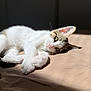 cat, animal, pet, feline, lying_down, relaxing, sunlight, indoor, closeup, whiskers, pink_nose, soft_fur, tabby, white_fur, curious_eyes, paw, bed, resting, cute, cozy