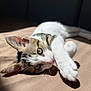 cat, tabby, white_paw, lying_down, sunlight, whiskers, close_up, pet, feline, cute, relaxed, indoor, soft_light, ears, eyes, fur, shadow, bed, cozy, resting