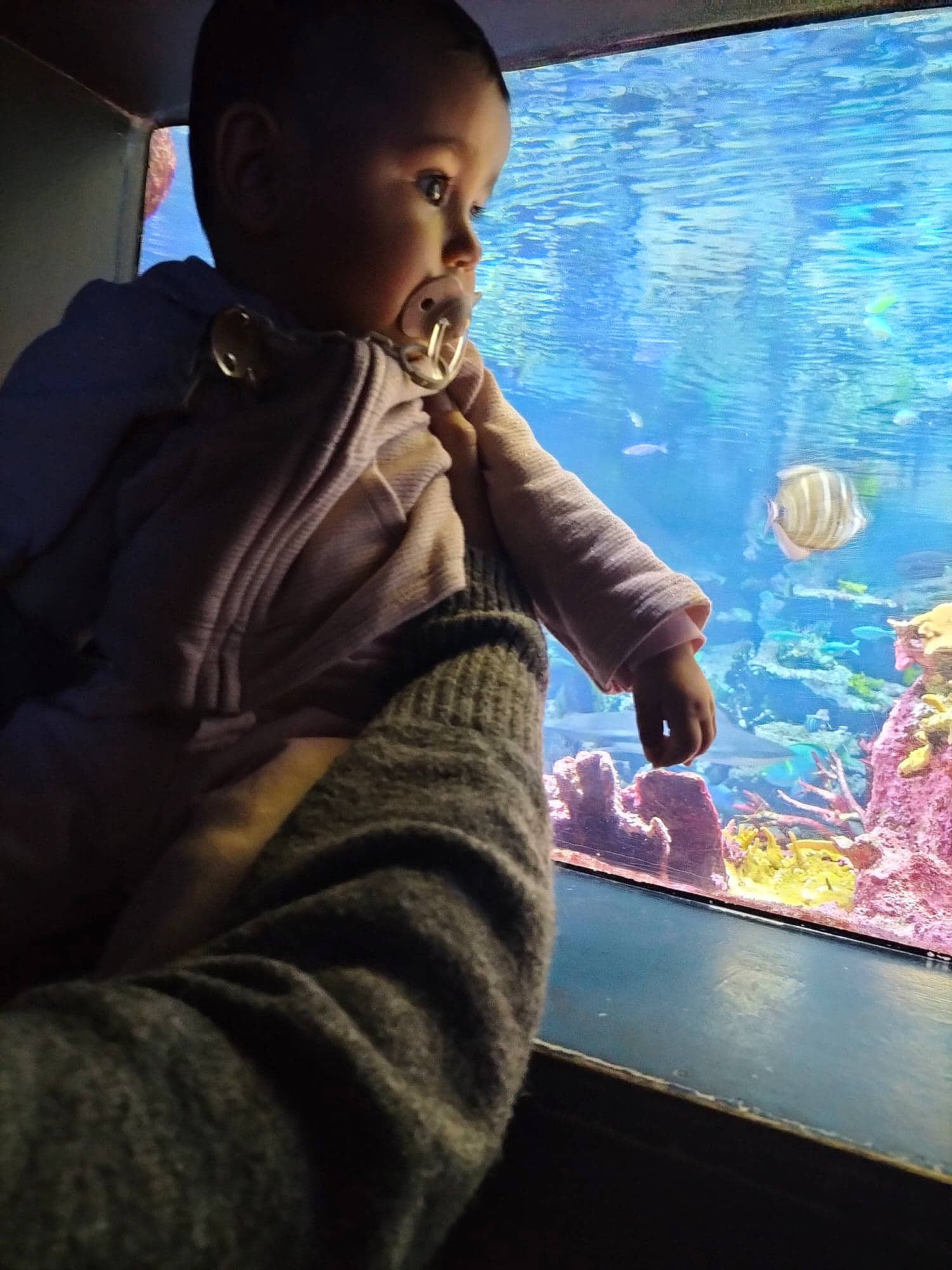 Laïa participe au concours pour gagner de l'argent avec cette photo : aquarium, baby, child, cnidaria, darkness, display_device, finger, fish, flash_photography, freshwater_aquarium, fun, glass, jacket, leisure, marine_invertebrates, person, sitting, toddler, visual_arts, water