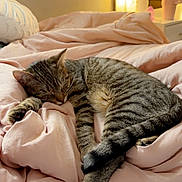 Denali is registered to the contest to win money with this photo: cat, tabby_cat, sleeping, bed, blanket, pink_bedding, cozy, pet, paw, whiskers, fur, bedroom, nightstand, lamp, mirror, tumbler, curling_tail, relaxed, indoor, soft_lighting