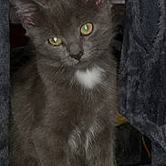 Athena participe au concours pour gagner de l'argent avec cette photo : cat, kitten, gray_fur, white_patch, yellow_eyes, indoor, pet, feline, curious, animal, soft_surface, cat_tree, ears, whiskers, paws, close_up, portrait, domestic_cat, young_cat, fur