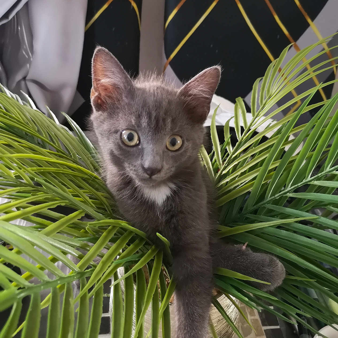 Athena a rejoint le concours — aidez-le/la à gagner de superbes lots ! animal, closeup, curious, cute, decor, domestic_cat, feline, gray_cat, greenery, home, houseplant, indoor, kitten, leaf, paws, pet, plant, sitting, table, young_cat