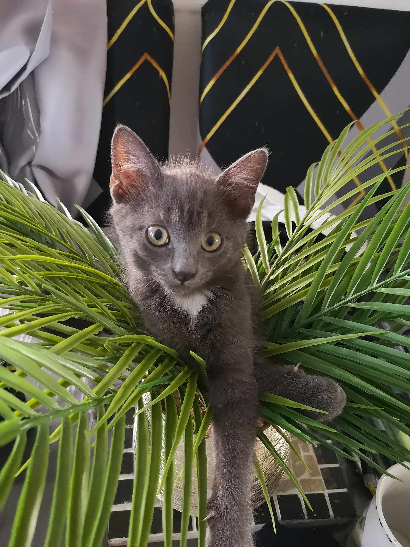 Athena a rejoint le concours — aidez-le/la à gagner de superbes lots ! kitten, gray_cat, plant, greenery, indoor, curious, paws, leaf, pet, feline, animal, young_cat, domestic_cat, closeup, cute, sitting, table, decor, houseplant, home