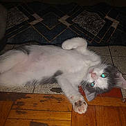 Ariana a rejoint le concours — aidez-le/la à gagner de superbes lots ! kitten, cat, pet, lying_down, floor, tile_floor, wooden_floor, indoor, animal, cute, playful, white_fur, gray_fur, paw, ears, whiskers, young_cat, looking_up, domestic_cat, home