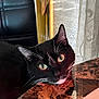 cat, black_cat, white_whiskers, marble_table, indoor, curious, close_up, feline, pet, relaxed, leather_chair, window_curtain, whiskers, face, table, domestic_animal, resting, animal, home, fur
