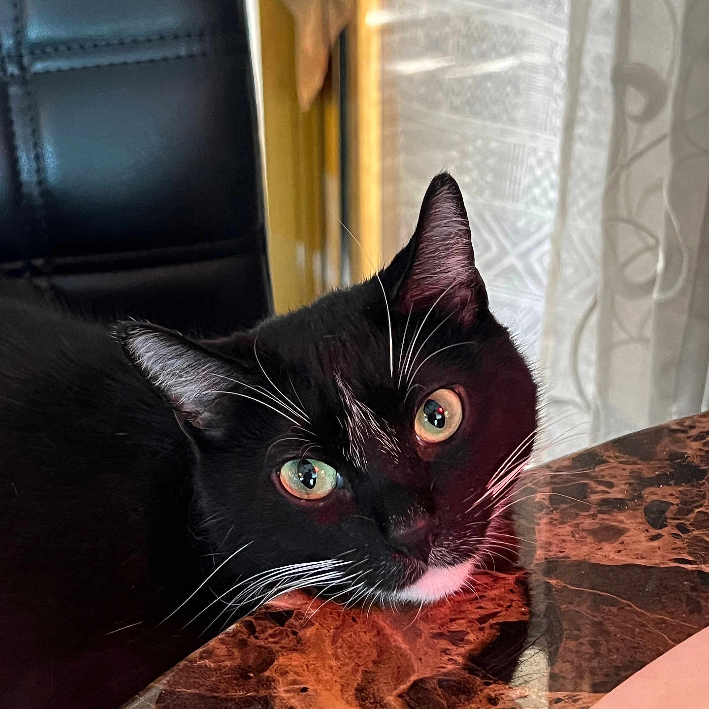 Maverick joined the competition — help win amazing prizes! animal, black_cat, cat, close_up, curious, domestic_animal, face, feline, fur, home, indoor, leather_chair, marble_table, pet, relaxed, resting, table, whiskers, white_whiskers, window_curtain
