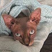 Hazel joined the competition — help win amazing prizes! animal, blanket, cat, close_up, cozy, curious, cute, face, green_eyes, hairless_cat, indoors, large_ears, pet, photography, portrait, resting, sleeping_area, soft_texture, sphynx_cat, wrinkled_skin