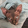 animal, blanket, cat, close_up, cozy, curious, cute, face, green_eyes, hairless_cat, indoors, large_ears, pet, photography, portrait, resting, sleeping_area, soft_texture, sphynx_cat, wrinkled_skin