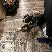 Prince joined the competition — help win amazing prizes! dog, black_and_white, pet, indoor, living_room, rug, floor, couch, harness, lying_down, portrait, looking_at_camera, white_paws, white_chest, short_hair, home, furniture, shoes, table, toiletries