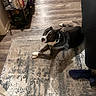 dog, black_and_white, pet, indoor, living_room, rug, floor, couch, harness, lying_down, portrait, looking_at_camera, white_paws, white_chest, short_hair, home, furniture, shoes, table, toiletries