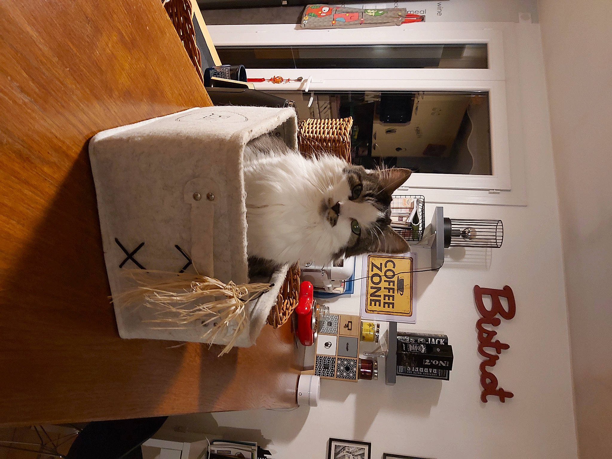 Tanaki a rejoint le concours — aidez-le/la à gagner de superbes lots ! box, electrical_supply, electrical_wiring, felidae, font, fur, hardwood, machine, packaging_and_labeling, packing_materials, paper, paper_product, refrigerator, room, small_to_medium_sized_cats, whiskers, wood