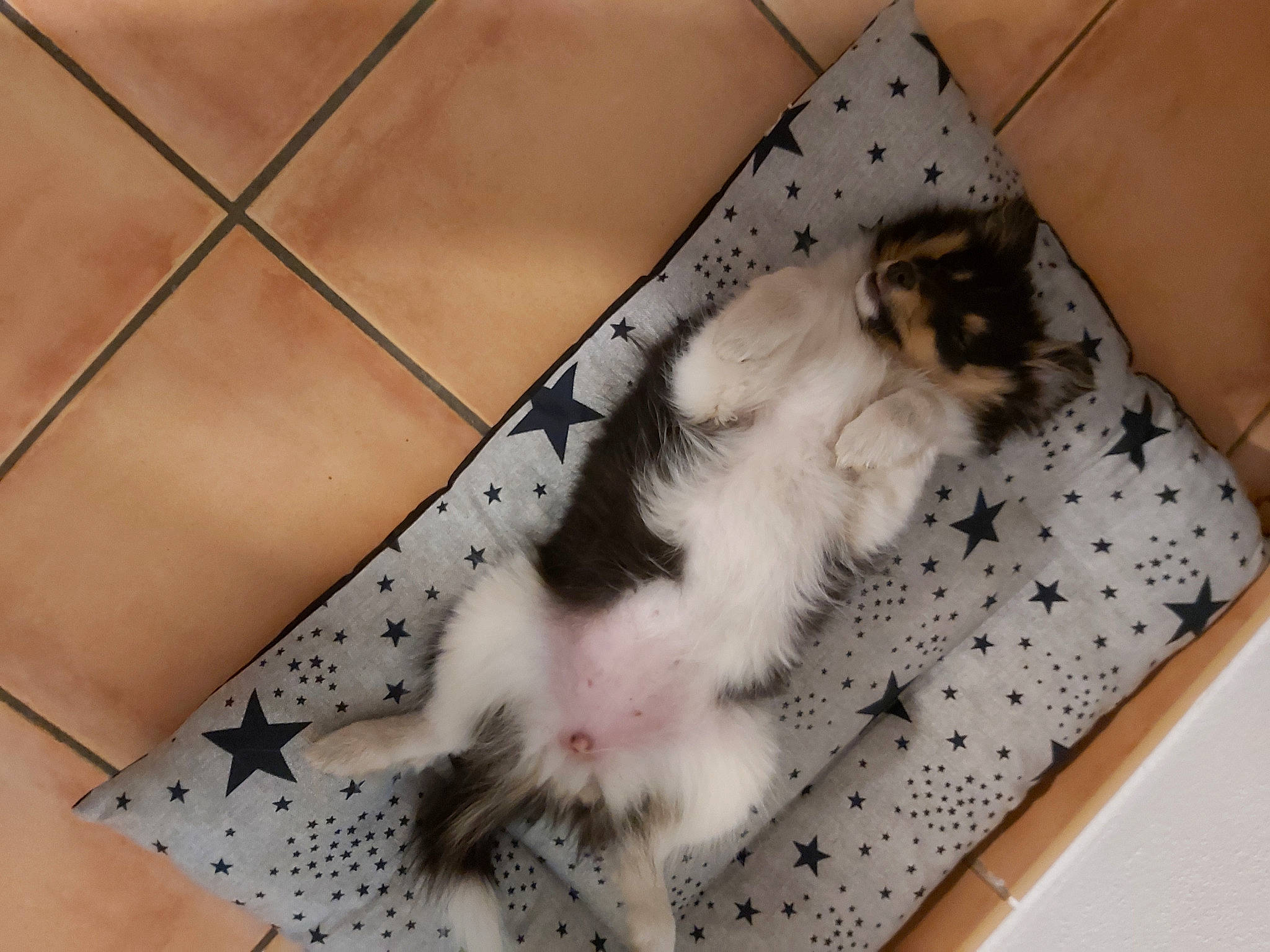 Thessy participe au concours pour gagner de l'argent avec cette photo : carnivore, cat, claw, comfort, companion_dog, dog_breed, domestic_short_haired_cat, fawn, felidae, floor, flooring, foot, fur, human_leg, pattern, paw, small_to_medium_sized_cats, snout, tail, whiskers