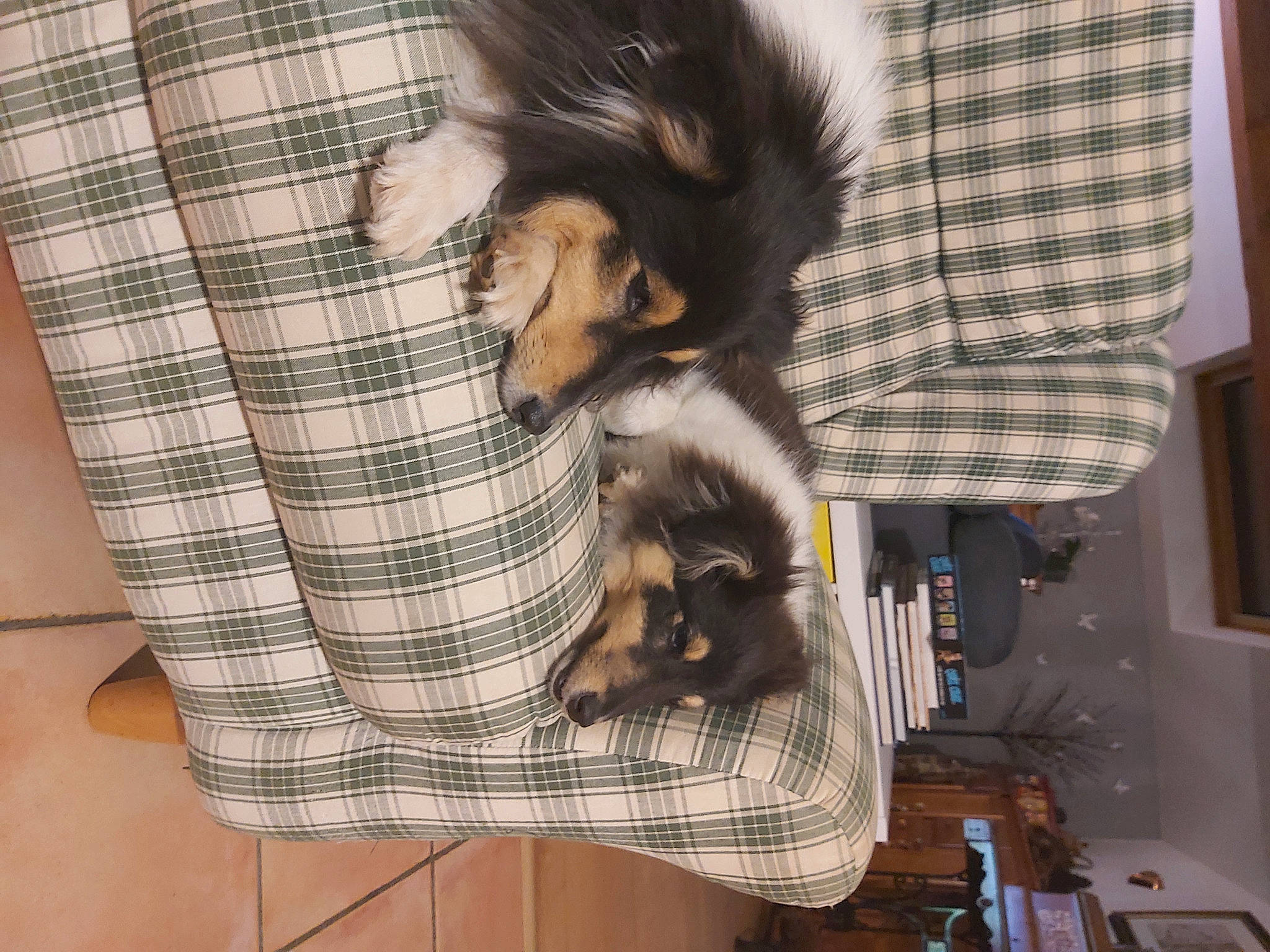 Thessy a rejoint le concours — aidez-le/la à gagner de superbes lots ! canidae, carnivore, comfort, companion_dog, dog_breed, fawn, felidae, flooring, fur, pattern, pet_supply, plaid, small_to_medium_sized_cats, sporting_group, tail, tartan, textile, toy_dog, whiskers, wood