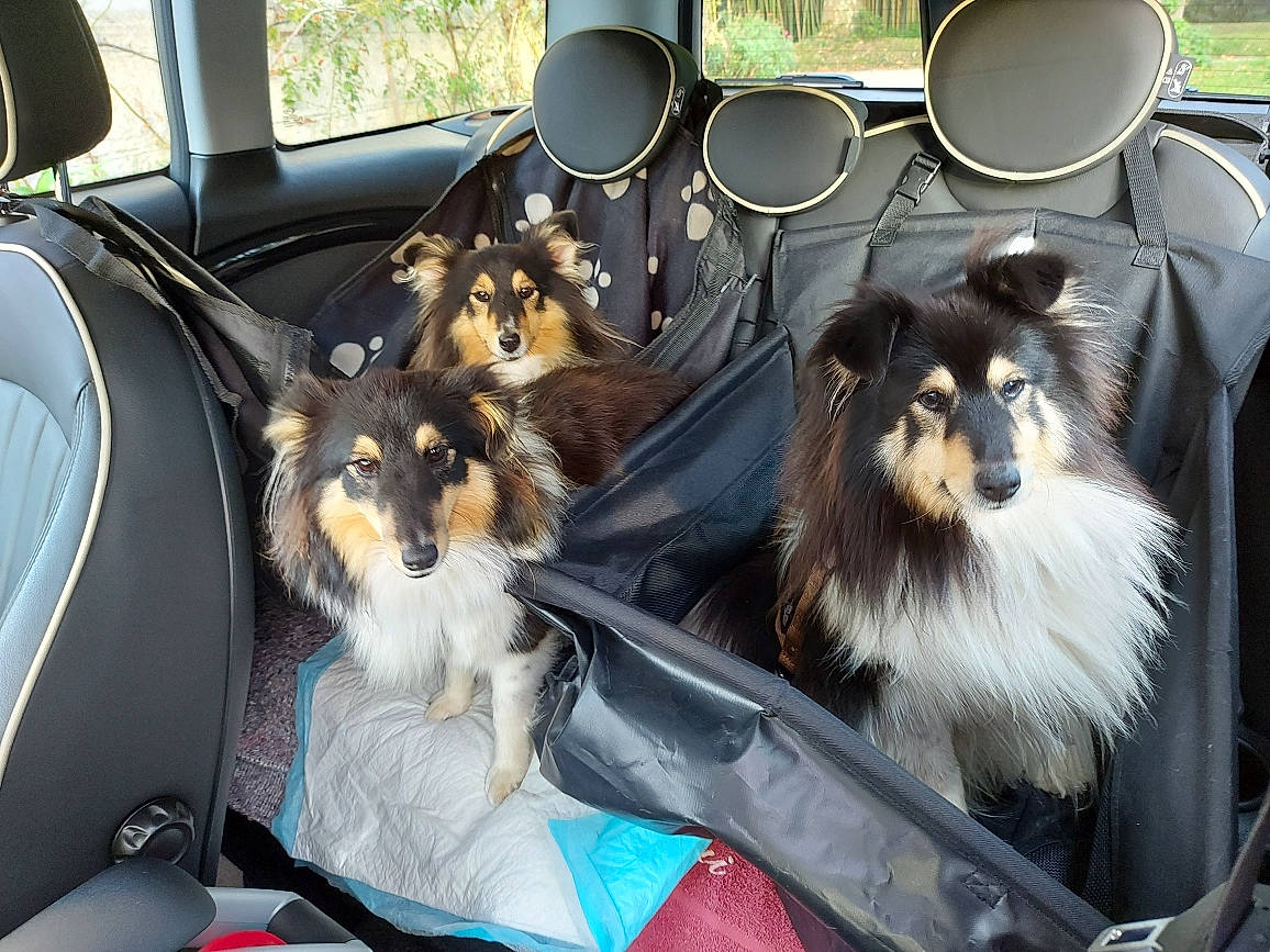 Thessy participe au concours pour gagner de l'argent avec cette photo : automotive_exterior, car, car_seat, car_seat_cover, carnivore, collie, companion_dog, dog, dog_breed, family_car, fur, head_restraint, herding_dog, motor_vehicle, personal_luxury_car, rough_collie, shetland_sheepdog, sporting_group, vehicle, vehicle_door