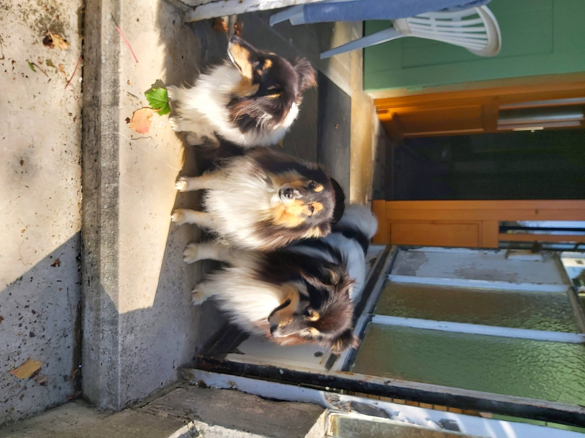 Ioupy a rejoint le concours — aidez-le/la à gagner de superbes lots ! carnivore, cat, ceiling_fan, companion_dog, domestic_short_haired_cat, felidae, fur, hardwood, pet_supply, small_to_medium_sized_cats, tail, terrestrial_animal, whiskers, window, wood