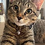 Phil joined the competition — help win amazing prizes! cat, tabby, pet, animal, whiskers, collar, bell, fur, ears, eyes, face, paws, indoor, wooden_table, closeup, curious, young_cat, domestic_cat, feline, portrait
