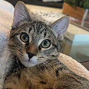 Phil joined the competition — help win amazing prizes! cat, kitten, tabby, close_up, pet, animal, feline, fur, whiskers, ears, eyes, blanket, indoor, living_room, couch, pillow, soft, cute, young, relaxed