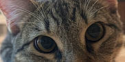 Phil joined the competition — help win amazing prizes! cat, tabby, close_up, face, whiskers, ears, eyes, pet, indoor, floor, curious, feline, home, animal, mammal, laying_down, looking, cute, fur, portrait