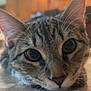 cat, tabby, close_up, face, whiskers, ears, eyes, pet, indoor, floor, curious, feline, home, animal, mammal, laying_down, looking, cute, fur, portrait