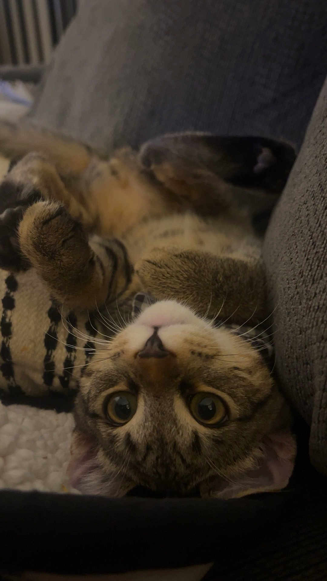 Phil is registered to the contest to win money with this photo: cat, tabby, upside_down, paws, wide_eyes, whiskers, couch, cushion, blanket, cozy, indoor, pet, feline, cute, relaxed, fur, striped, resting, soft, closeup