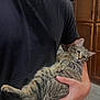 Phil is registered to the contest to win money with this photo: cat, tabby_cat, person, indoor, holding, black_shirt, hand, cabinet, kitchen, fur, pet, animal, relaxed, green_eyes, home, domestic, feline, portrait, casual, comfort