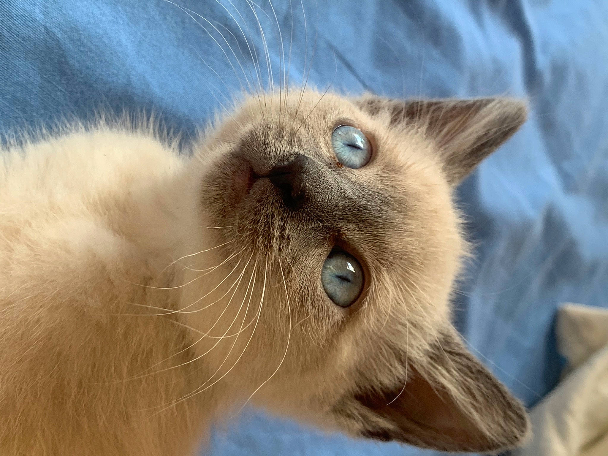 Kalya participe au concours pour gagner de l'argent avec cette photo : balinese, birman, burmese, carnivore, cat, close_up, eye, felidae, head, javanese, mammal, nose, ojos_azules, ragdoll, siamese, small_to_medium_sized_cats, snout, thai, tonkinese, whiskers