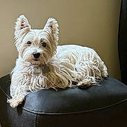 Bianca is registered to the contest to win money with this photo: alert, animal, canine, companion, cute, dog, domestic, ears, fluffy, fur, furniture, indoor, laying, leather, ottoman, pet, portrait, resting, small_dog, white_dog