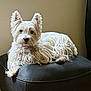 alert, animal, canine, companion, cute, dog, domestic, ears, fluffy, fur, furniture, indoor, laying, leather, ottoman, pet, portrait, resting, small_dog, white_dog