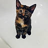 Willow joined the competition — help win amazing prizes! adorable, alert, animal, cat, close_up, cute, ears, eyes, feline, fur, indoor, kitten, paws, pet, photography, portrait, standing, tortoiseshell, whiskers, white_background